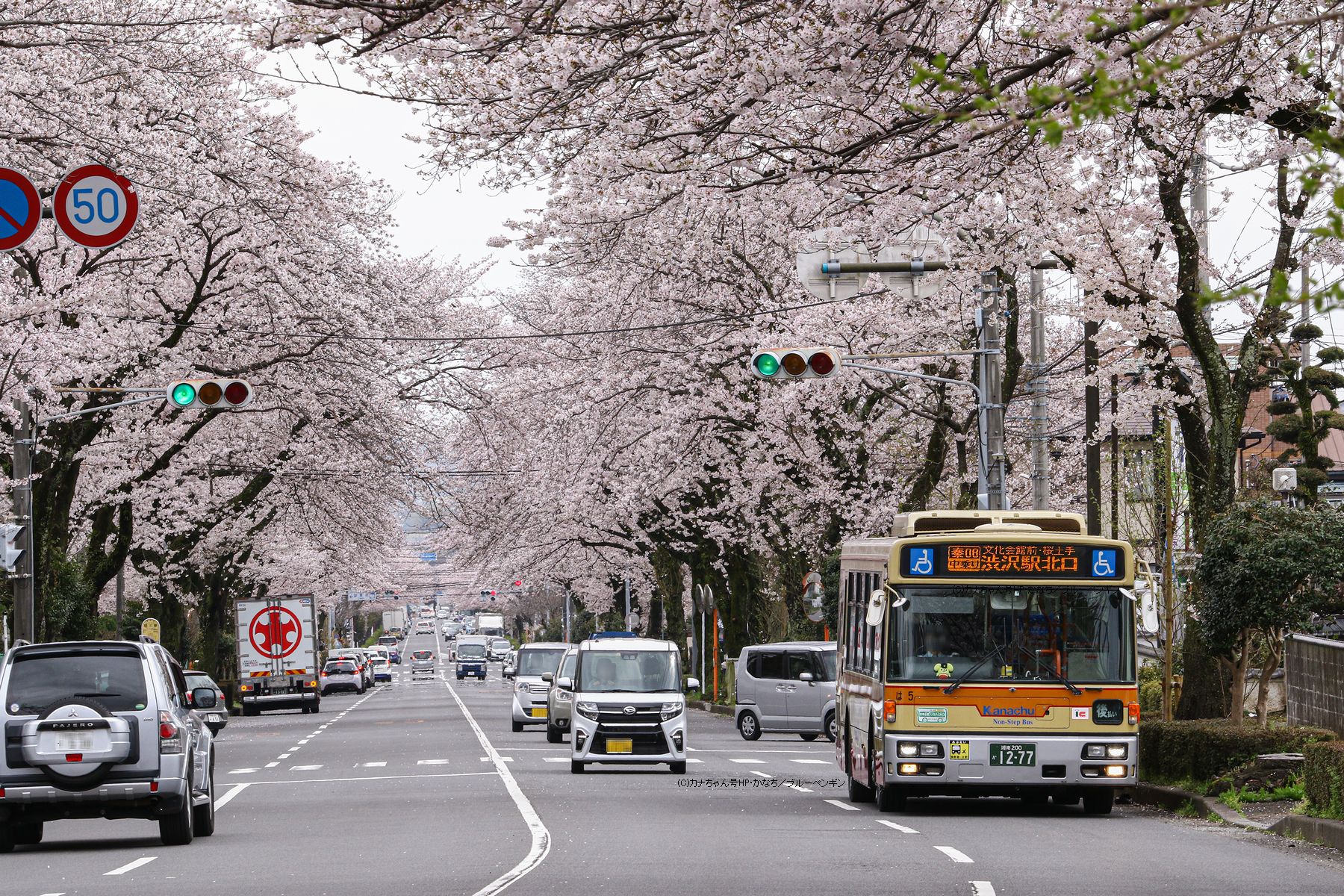 は 5 桜2023年